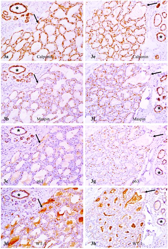 Int J Biol Sci Image