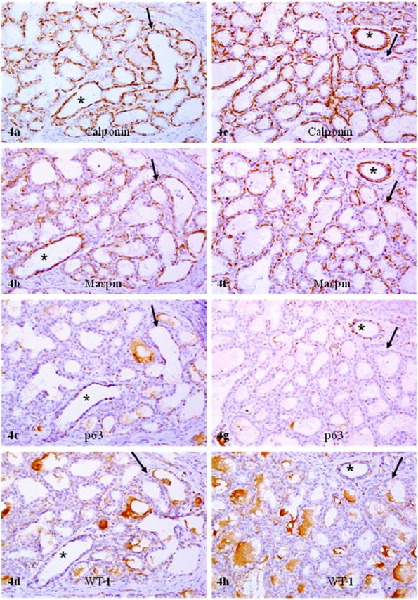 Int J Biol Sci Image