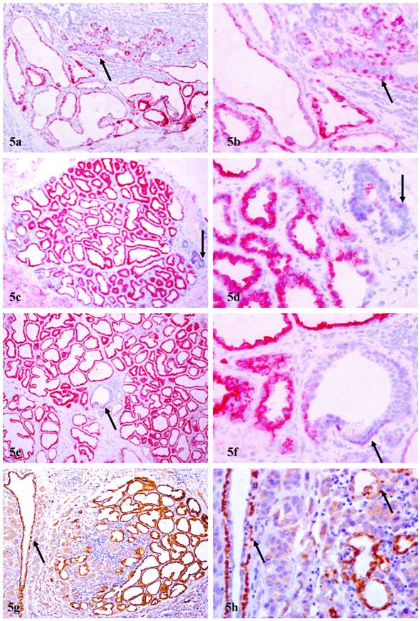 Int J Biol Sci Image