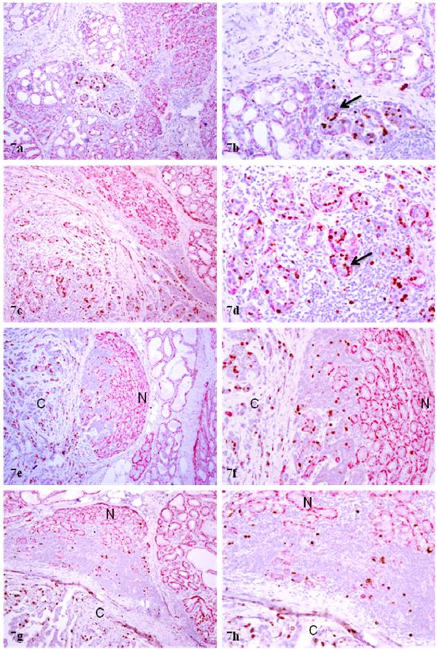 Int J Biol Sci Image