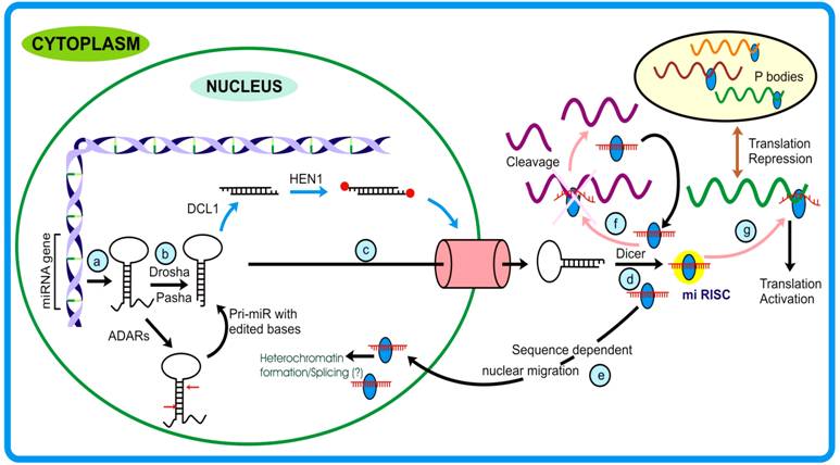 Int J Biol Sci Image