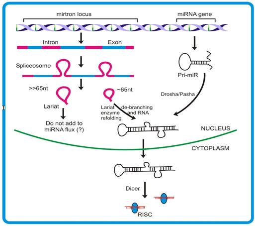 Int J Biol Sci Image