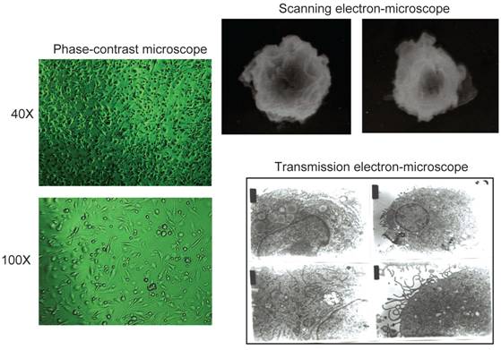 Int J Biol Sci Image