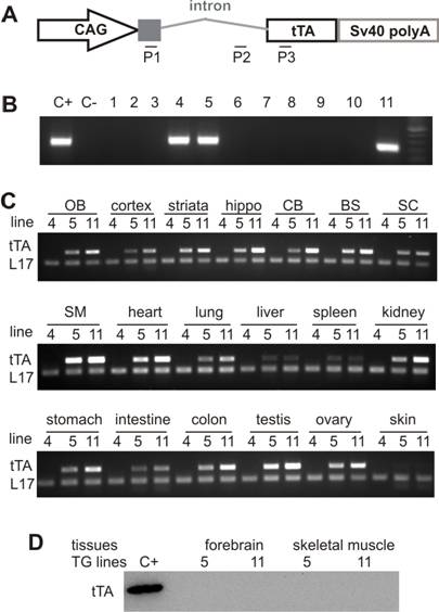 Int J Biol Sci Image