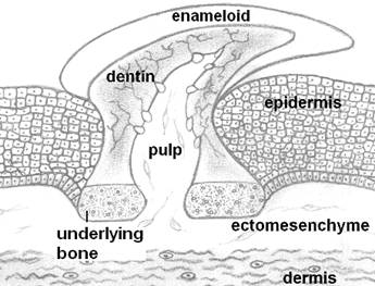 Int J Biol Sci Image