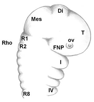 Int J Biol Sci Image