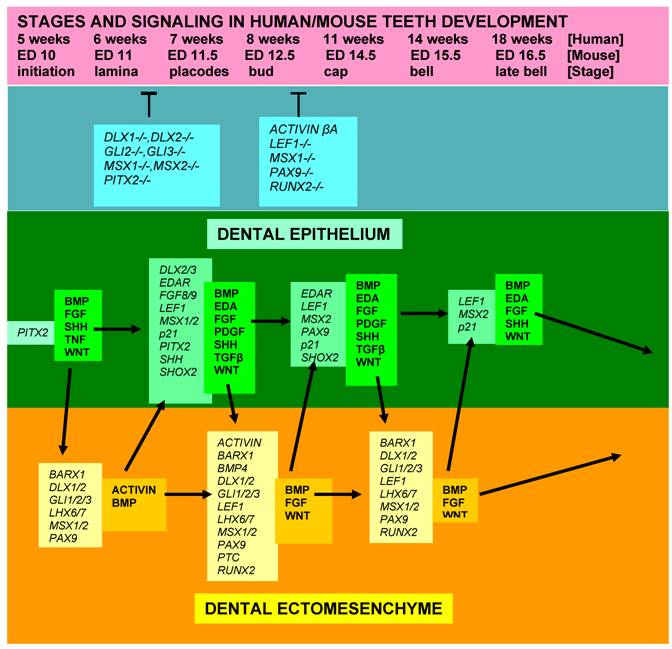 Int J Biol Sci Image