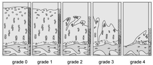 Int J Biol Sci Image