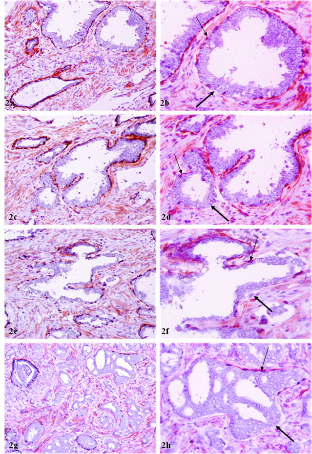 Int J Biol Sci Image