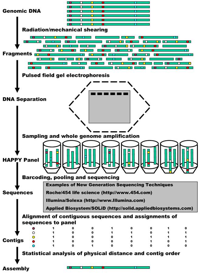 Int J Biol Sci Image