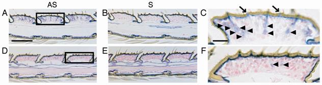 Int J Biol Sci Image