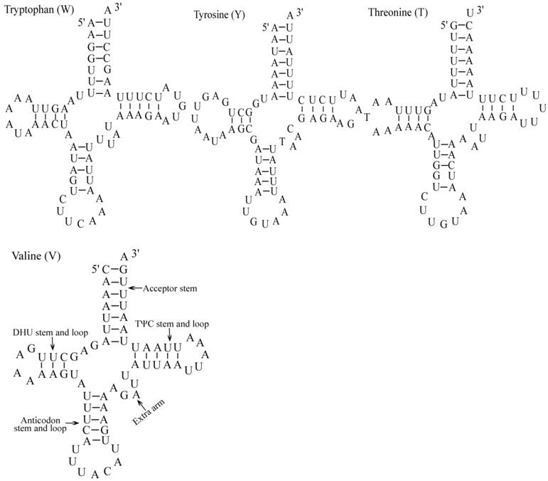 Int J Biol Sci Image