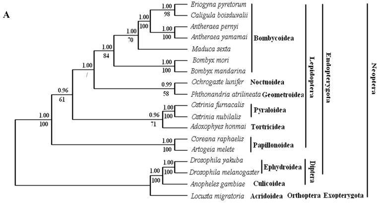 Int J Biol Sci Image