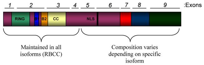 Int J Biol Sci Image