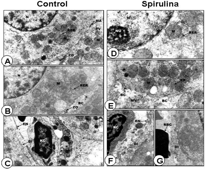 Int J Biol Sci Image