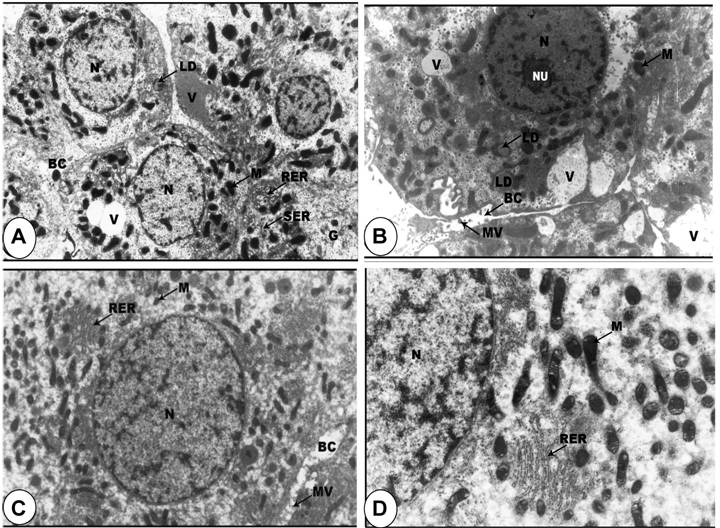 Int J Biol Sci Image