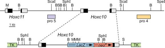 Int J Biol Sci Image