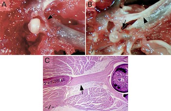 Int J Biol Sci Image