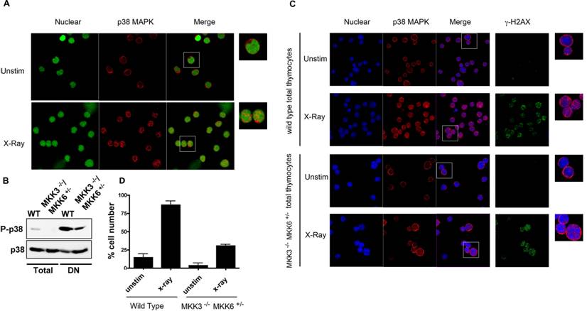 Int J Biol Sci Image