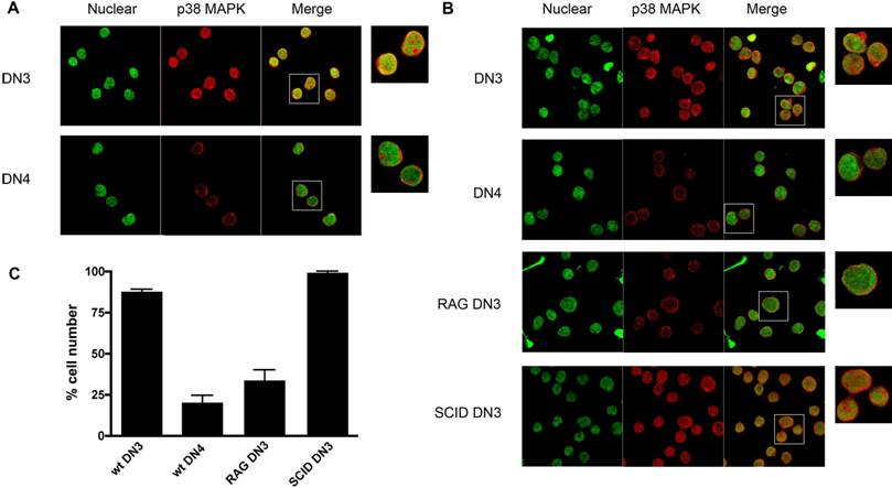 Int J Biol Sci Image