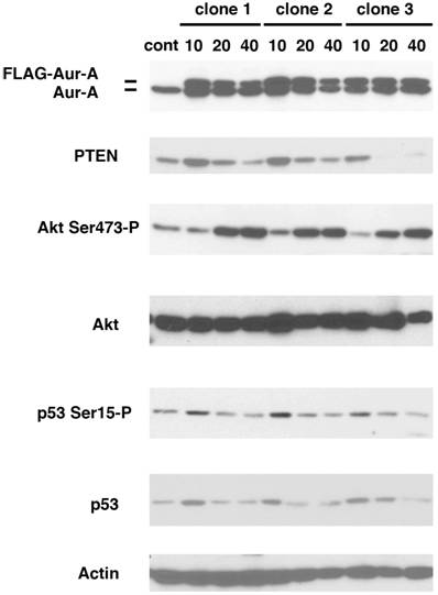 Int J Biol Sci Image