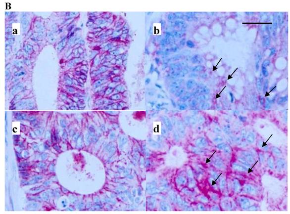 Int J Biol Sci Image