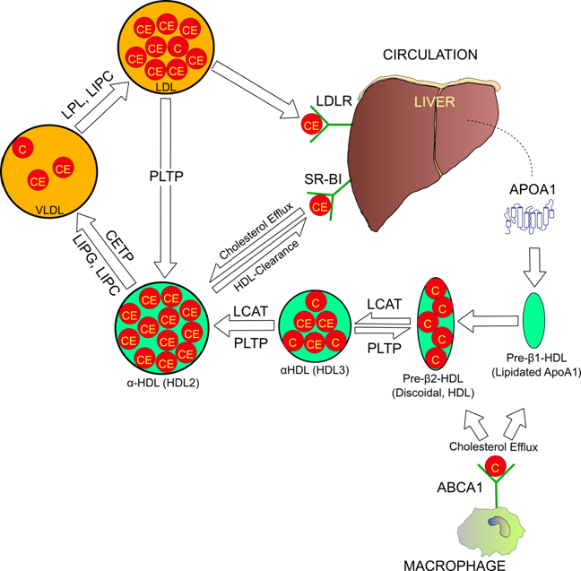 Int J Biol Sci Image