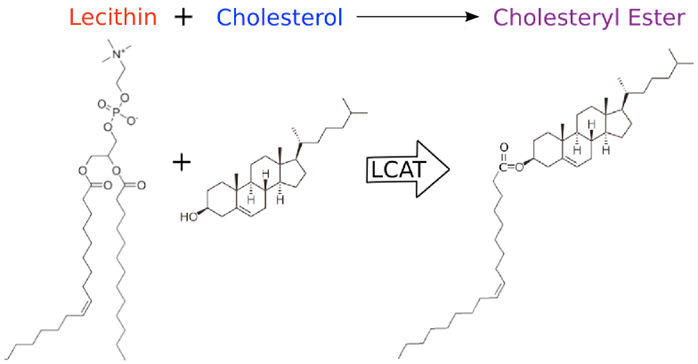 Int J Biol Sci Image