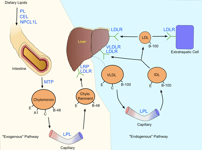 Int J Biol Sci Image