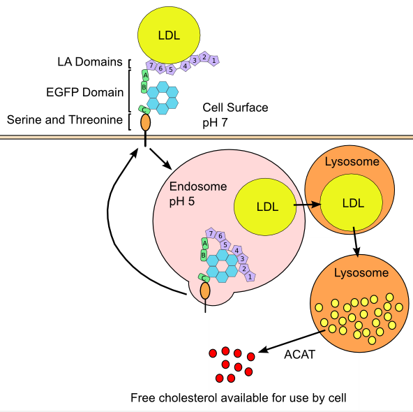 Int J Biol Sci Image