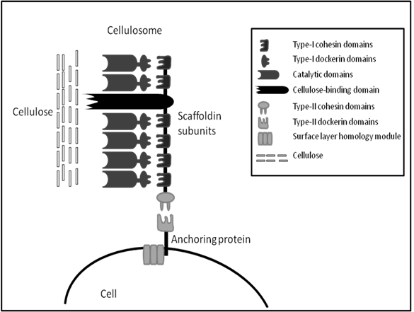 Int J Biol Sci Image