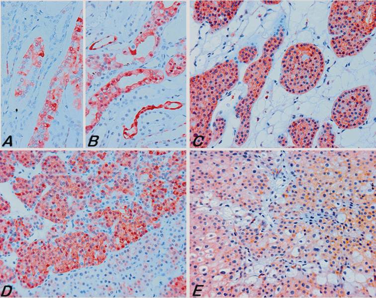 Int J Biol Sci Image