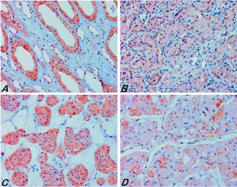 Int J Biol Sci Image