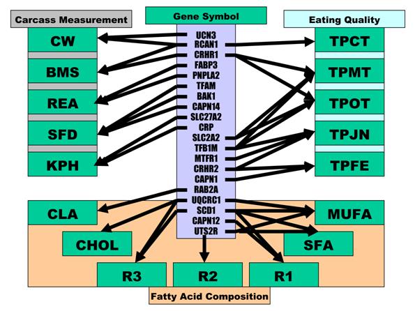 Int J Biol Sci Image