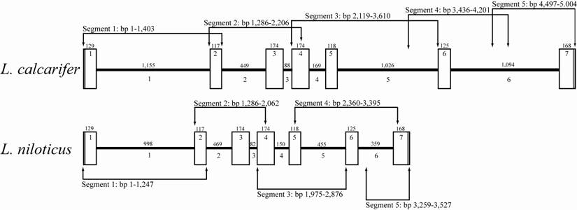 Int J Biol Sci Image