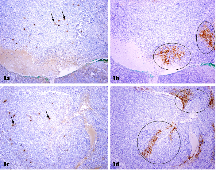 Int J Biol Sci Image