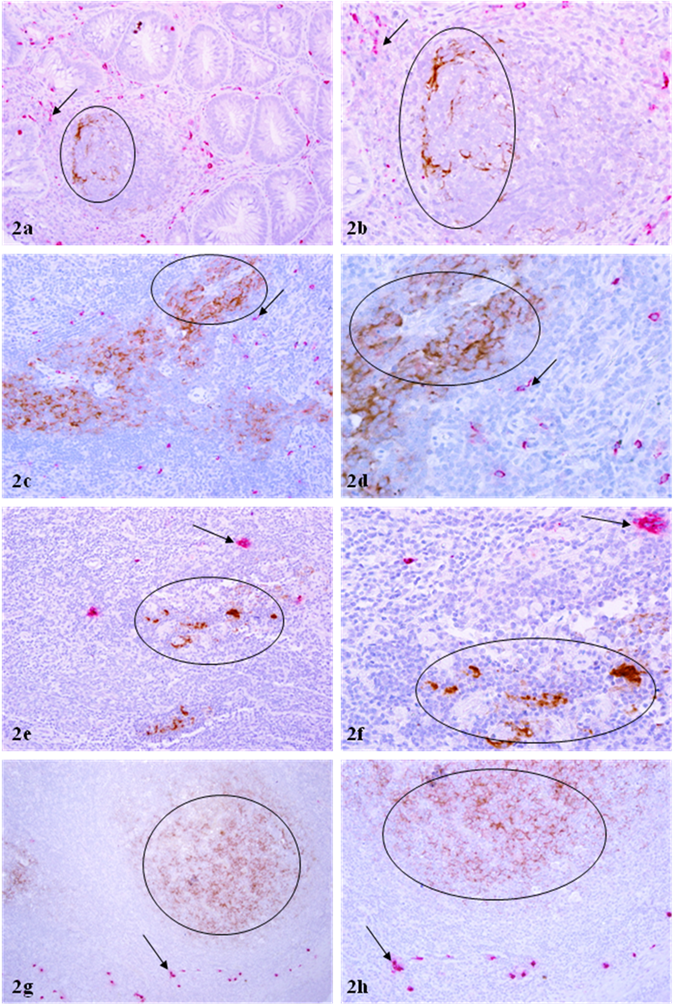 Int J Biol Sci Image