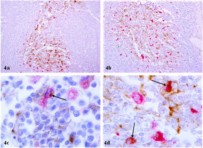 Int J Biol Sci Image