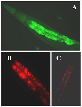 Int J Biol Sci Image