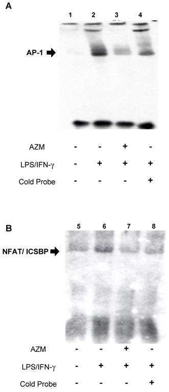 Int J Biol Sci Image