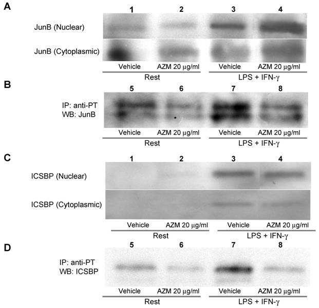 Int J Biol Sci Image