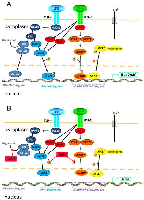 Int J Biol Sci Image