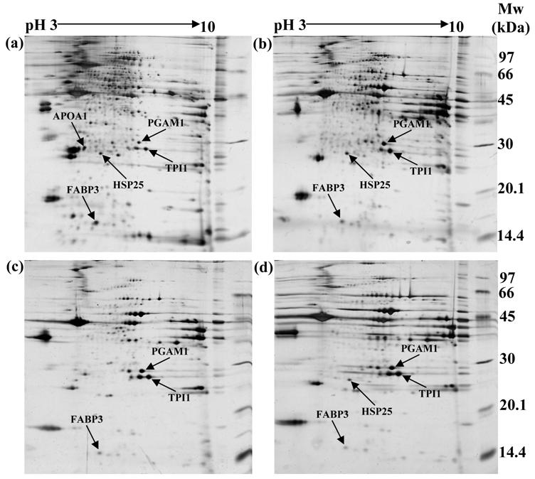 Int J Biol Sci Image