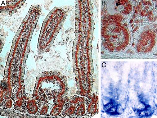 Int J Biol Sci Image