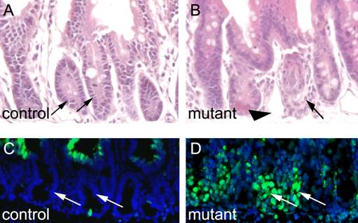 Int J Biol Sci Image