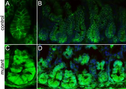 Int J Biol Sci Image