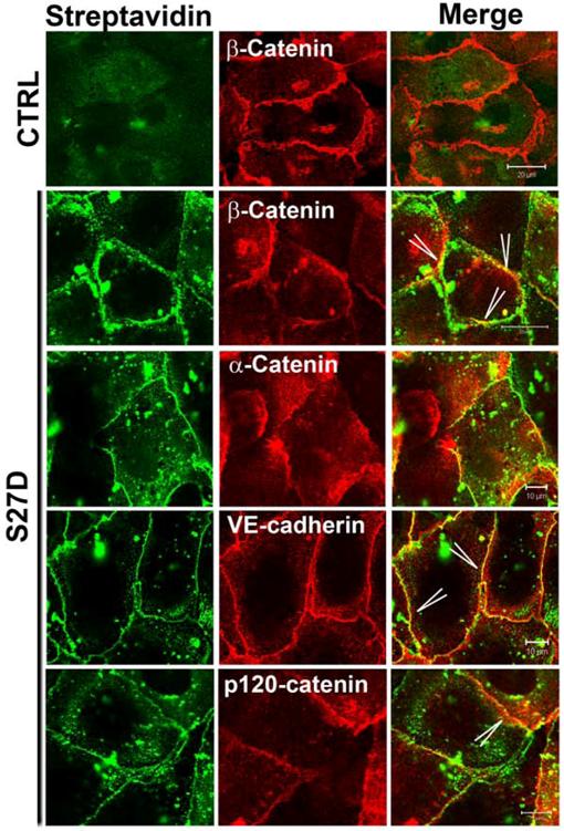 Int J Biol Sci Image