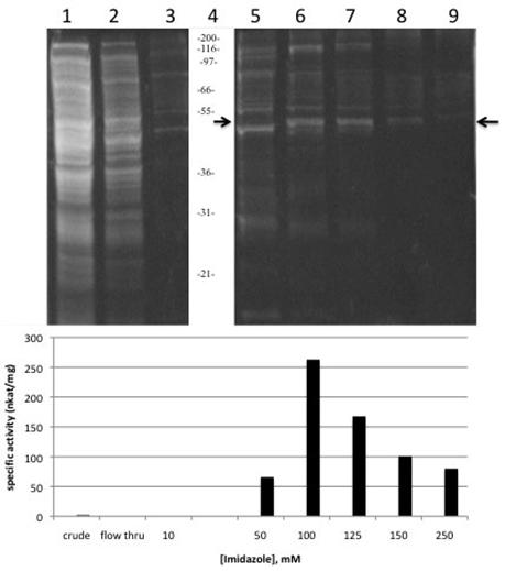 Int J Biol Sci Image