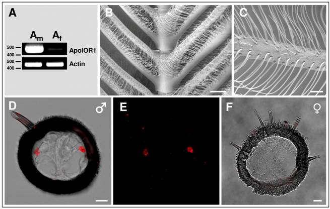 Int J Biol Sci Image