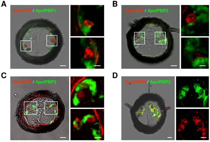 Int J Biol Sci Image